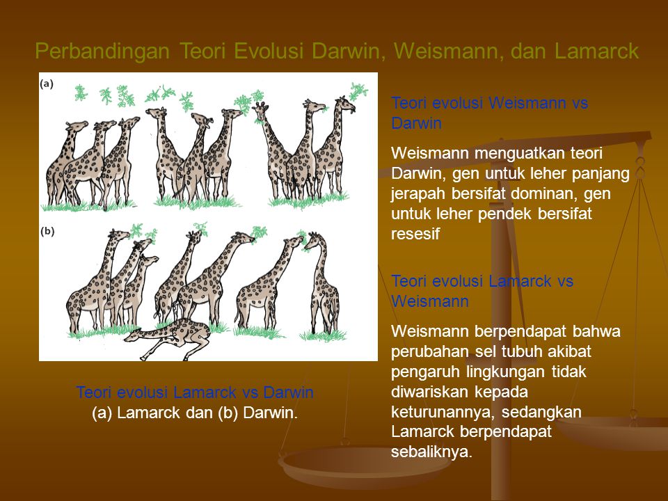 Perbandingan Teori Darwin Dan Lamarck Sejatinya, evolusi adalah perubahan yang terjadi selama perlahan-lahan dan membutuhkan waktu jutaan tahun untuk berubah secara sempurna. Bahkan terdapat cara berfikir manusia secara fisik, bentuk fisik yang bervolusi dengan waktu yang ditentukan. Apalagi pelajaran Biologi menegaskan bahwa kehidupan di dunia berkalitan erat dengan teori darwin dan teori Lamarck, walaupun keduanya adalah bapak evolusi besar, terdapat beragam perbedaan loh. Alhasil sebagian orang mempercayai evolusi Darwin dan sebagian lagi mempercayai evolusi Lamarck. Perbandingan Teori Evolusi Darwin Dan Lamarck Walaupun zaman sudah serba canggih, teori evolusi masih menjadi perdebatan manusia loh. Padahal dahulu sudah ada bapak evolusi yang terkenal di seluruh dunia, yaitu Charles Robert Darwin Dan Lamarck, keduanya sama-sama kuat mengkaji evolusi melalui sudut pandang yang diyakininya benar. Alhasil sudut pandang mereka membuat perbedaan teori evolusi yang mereka ciptakan. Namun baik Darwin maupun Lamarck memiliki teori evolusi yang menarik dan tampak bernilai tinggi bahwa teori yang disampaikannya benar sesuai dengan kondisi makhluk hidup saat mereka masih hidup. Berikut ada perbandingan teori Darwin dan Lamark yang dapat dijadikan wawasan, diantaranya adalah: Sudut Pandang Teori Darwin Sudut pandang teori Darwin semakin dikenal saat ia berkunjung ke pesisir Amerika Selatan, tepatnya di kepulauan Galapagos. Di pesisir laut tersebut ia menemukan variasi tumbuhan maupun hewan dengan jelas secara fisik dan kepribadian. Salah satunya adalah kura=kura Galapagos dan burung Finch dimana burung finch termasuk spesies pemakan biji di Amerika Serikat yang dapat bermigrasi untuk mencari makan di tempat berbeda. Sebagian burung mencari makan dengan bijian-bijian dan sebagiannya lagi ke tempat yang dipenuhi serangga. Perbedaan mencari makan burung tersebut membuat spesies burung finch akhirnya beradabtasi dengan lingkungan dan pakannya. Alhasil mereka seiirng berjalannya waktu mengubah bentuk paruhnya sesuai dengan jenis makanannya. Alhasil burung finch berovolusi menjadi spesies baru yang kini dilihat masyarakat. Selain meneliti bung finch, Darwin juga meneliti kura-kura Galapagos yang memiliki bentuk cangkang atau pelindung tubuh berbeda. Untuk habitat basah, Darwin meneliti adanya kura-kura berukuran besar dengan bentuk cangkak yang menarik dan berbentuk seperti kubah. Namun di habitat kering, kura-kuranya berukuran kecil dengan bentuk cangkak menyerupai pelana. Dengan penelitian tersebut, Darwin menemukan fakta bahwa individu pada habitat yang dapat beradabtasi dengan baik menghasilkan sifat yang unggul untuk generasi selanjutnya, hal tersebutah yang membuat makhluk hidup berevolusi yang berbeda namun lebih maksimal. Sudut Pandang Lamarck Sementara evolusi Lamarck menekankan pada lingkungan yang memiliki pengaruh besar pada ciri-ciri dan sifat makhluk hidup untuk bertahan hidup. Bahkan sifat dan bentuk tubuh akan diwariskan pada keturunannya walaupun keturunan tak melihat sifat dan bentuk tubuh garis keterunananya. Untuk itulah makhluk hidup memiliki cara hidup masing-masing sesuai dengan cara hidupnya masing-masing.